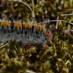 Rups van de kleine hageheld Rups van de kleine hageheld
