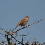 Grasmus Grasmus