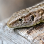 Zandhagedis Zandhagedis
