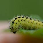 Rups van de Sint Jansvlinder Rups van de Sint Jansvlinder