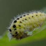 Rups van de Sint Jansvlinder Rups van de Sint Jansvlinder