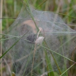 Nest jongespinnen Nest jongespinnen