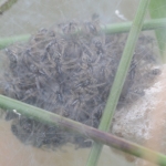 Nest jongespinnen Nest jongespinnen