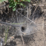 Spinnenweb trechterspin Spinnenweb trechterspin