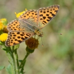 Kleine parelmoervlinder Kleine parelmoervlinder