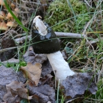 Grote Stinkzwam Grote Stinkzwam