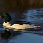 Grote zaagbek Grote zaagbek