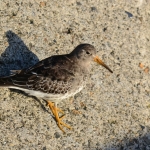 Paarse strandloper Paarse strandloper