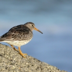 Paarse strandloper Paarse strandloper