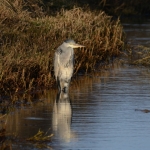 Blauwereiger Blauwereiger