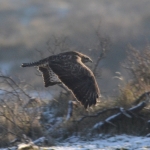 Buizerd Buizerd
