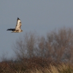 Buizerd Buizerd
