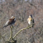 Kramsvogel Kramsvogel