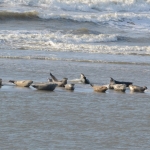 Zeehonden Zeehonden
