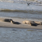 Zeehonden Zeehonden
