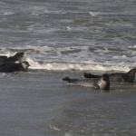 Zeehonden Zeehonden