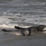 Zeehonden Zeehonden