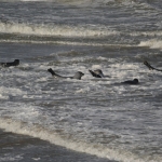 Zeehonden Zeehonden