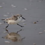 Drieteenstrandloper Drieteenstrandloper