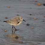 Drieteenstrandloper Drieteenstrandloper