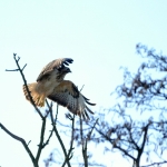 Buizerd Buizerd