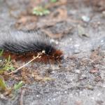 Rups van de grote beer Rups van de grote beer