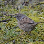 Heggenmus Heggenmus