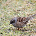 Heggenmus Heggenmus