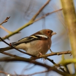 Vink Vink