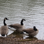 Grote Canadesegans Grote Canadesegans
