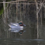 Wintertaling Wintertaling