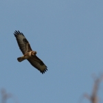 Buizerd Buizerd