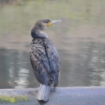 Aalscholver Aalscholver