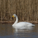 Wilde zwaan Wilde zwaan