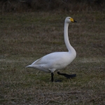 Wilde zwaan Wilde zwaan