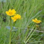 Gewone dotterbloem Gewone dotterbloem