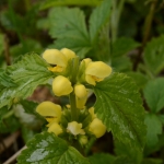 Bonte gele dovenetel (Lamium galeobdolon). Bonte gele dovenetel (Lamium galeobdolon).