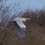 Blauwe reiger Blauwe reiger