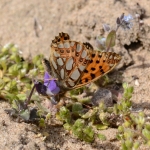 Kleine Parelmoervlinder Kleine Parelmoervlinder