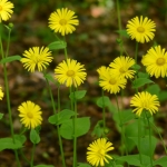 Weegbreezonnebloem Weegbreezonnebloem