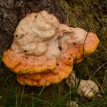 Boletenzwartlijfkever Boletenzwartlijfkever