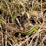 Zandhagedis Zandhagedis