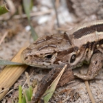 Zandhagedis Zandhagedis