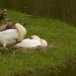 Knobbelzwaan Knobbelzwaan