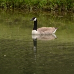 Grote Canadesegans Grote Canadesegans