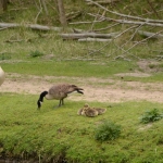 Grote Canadesegans Grote Canadesegans