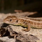 Zandhagedis Zandhagedis