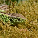 Zandhagedis Zandhagedis