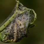 Rups Kardinaalsstippelmot Rups Kardinaalsstippelmot