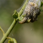Rups Kardinaalsstippelmot Rups Kardinaalsstippelmot